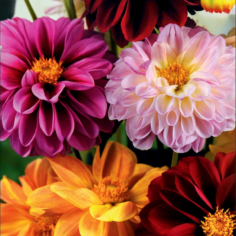 Sommergeorgine 'Redskin'
