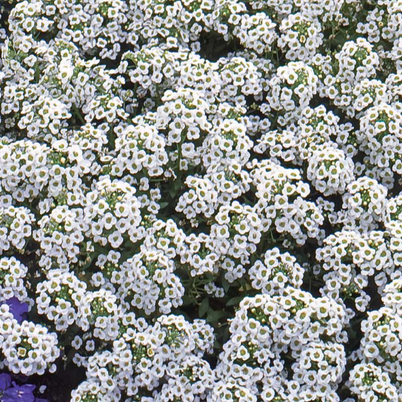 Strandkjarsmin 'Carpet of Snow'