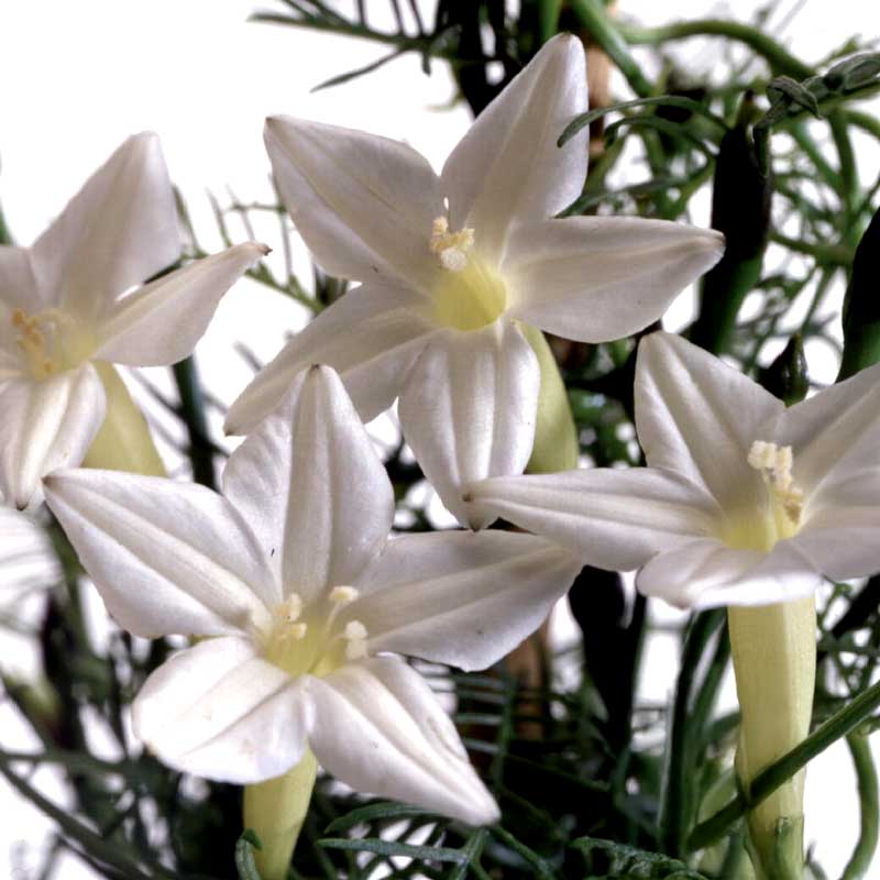 Fjærvindel 'White Feather'