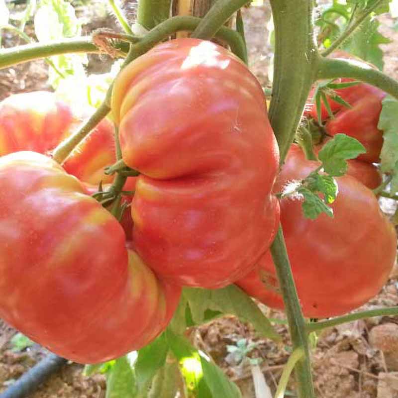 Tomat 'Corazon de Buey'