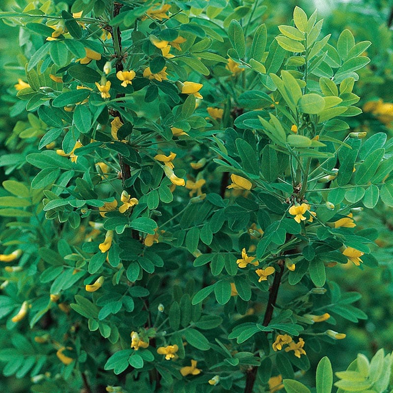 Sibirisk ärtbuske, 40-65cm2, 100-Pack