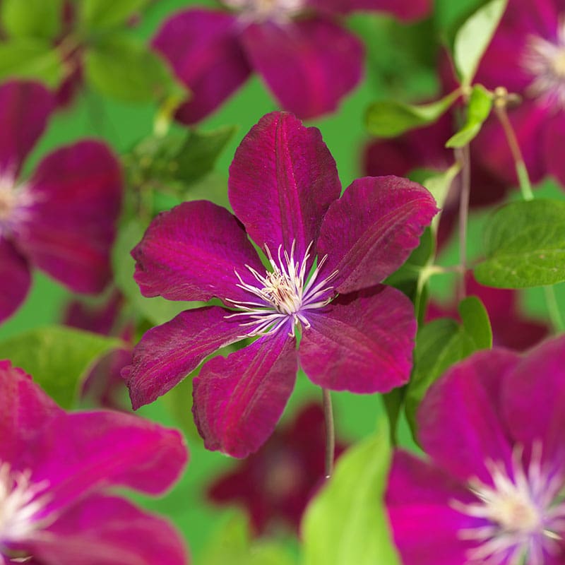 Purpurröd jackmanii klematis, 1-pack