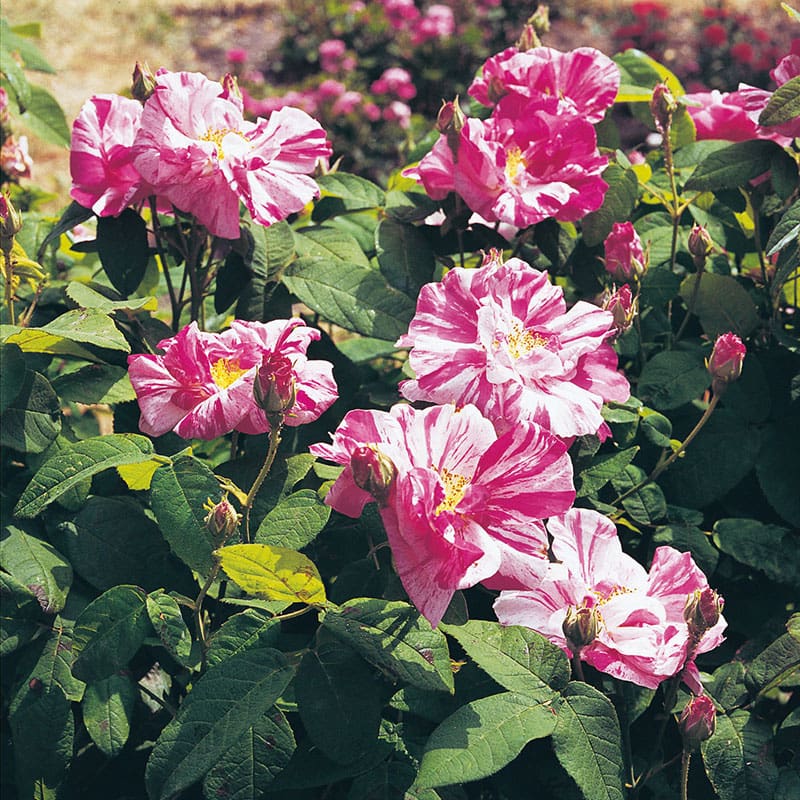 Gammaldags ros Mundi, 5-Pack