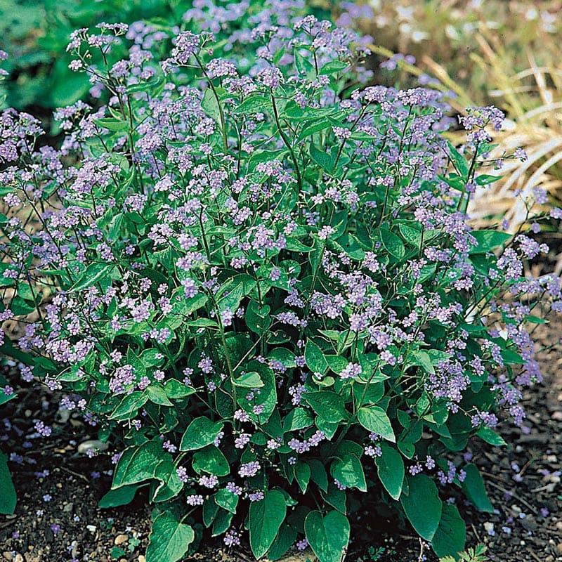 Kaukasisk förgätmigej, 15-Pack