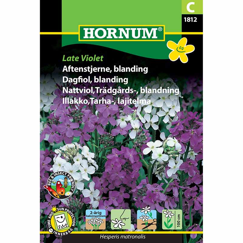 Nattviol 'Late Violet'