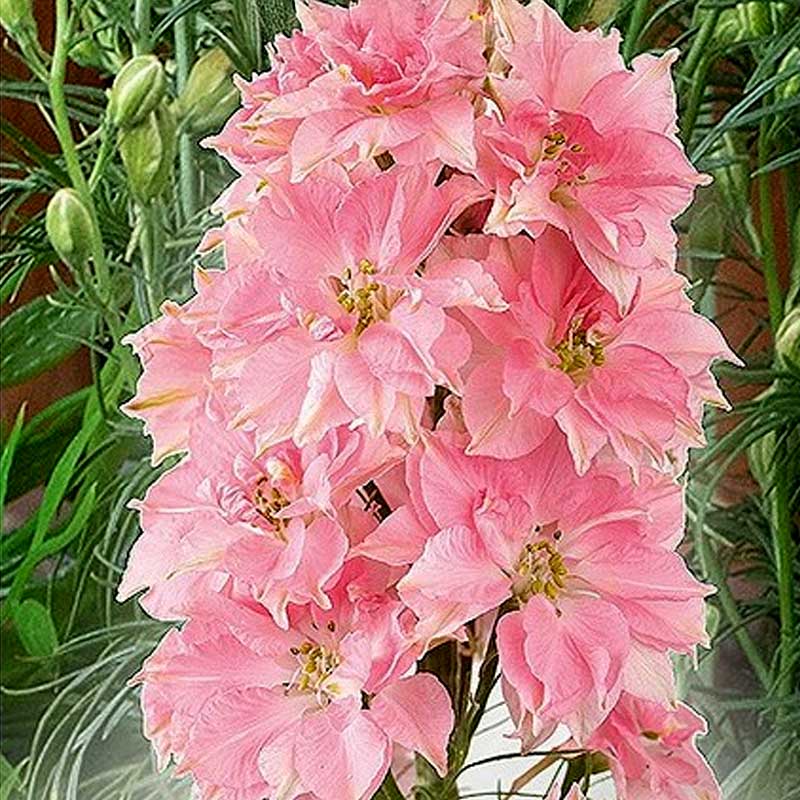 Ridderspore 'Rose Queen'