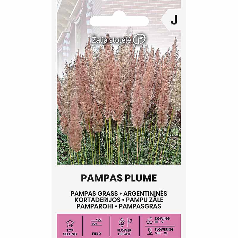 Pampasgress 'Pampas Plume' rosa
