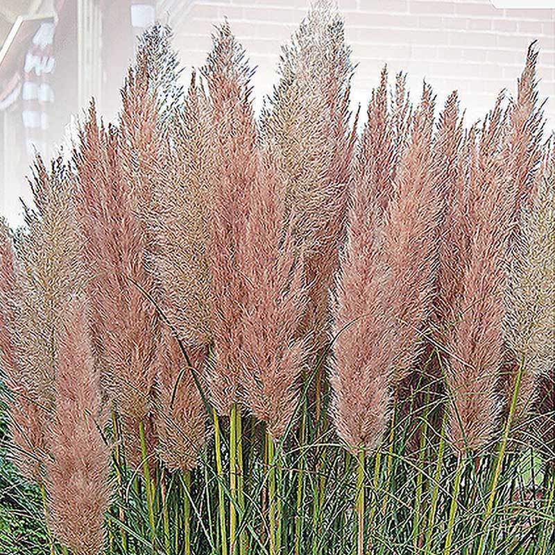 Pampasgress 'Pampas Plume' rosa