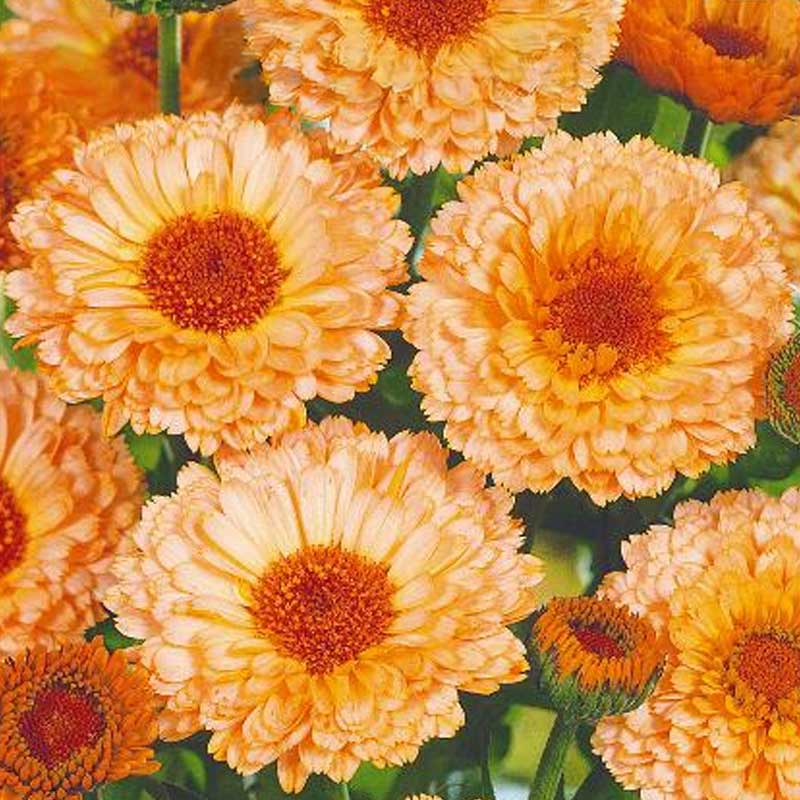 Ringblomst 'Pink suprise'